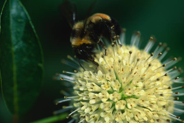 Honey Bee on Fluffy Flower
