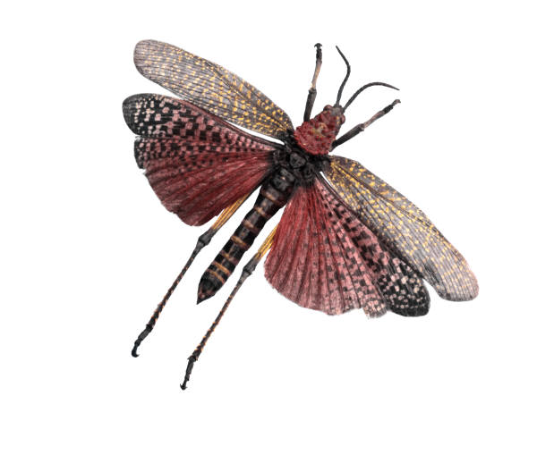 dreagonfly with red and yellow spots