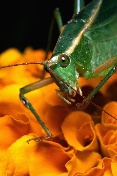 bug-eyed bug