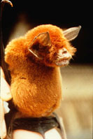 Mustached Bat from Brazil