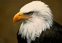 picture of bald eagle flying