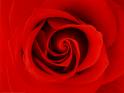 picture of a rose